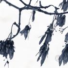 december-décembre-dead-leaves-feuille-morte-neige-snox-hiver-winter-bleu235-1000px-0034