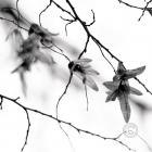 encre-chine-winter-leave-feuille-hiver-sepia-1000px-0665