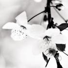 fleur de printemps-spring-flower-sepia-1000px-9431